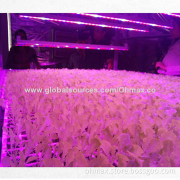 Greenhouse Grow Light LED with Plant Factory, Planting Solution for Various Kinds Plants Growth